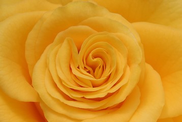 Image showing yellow rose closeup-soft