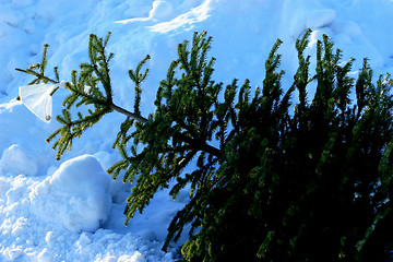 Image showing Throwing out Christmas