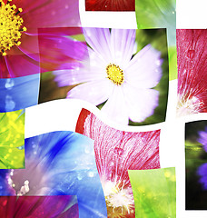 Image showing Beautiful flowers collage.