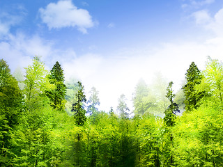 Image showing Forest landscape