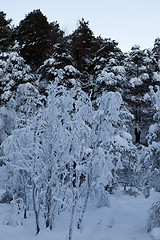 Image showing A Cold Winterday