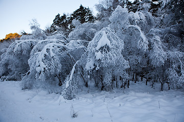 Image showing A Cold Winterday