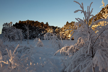 Image showing A Cold Winterday