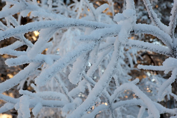 Image showing A Cold Winterday