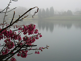 Image showing Misty lake