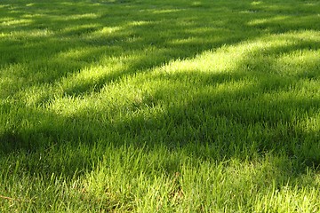 Image showing Grass with sunny spots