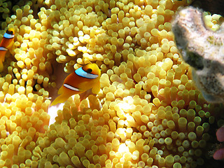 Image showing Two-banded clownfish