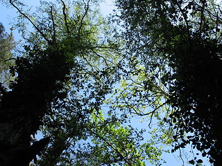 Image showing Giant trees. Platres. Cyprus