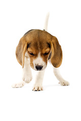 Image showing Adorable young beagle puppy