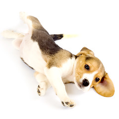 Image showing beagle puppy rolling