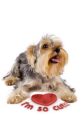 Image showing yorkshire terrier with a 3d heart