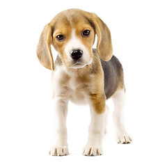 Image showing Beagle in front of white background