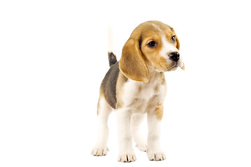 Image showing Beagle in front of white background