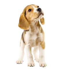 Image showing beagle puppy