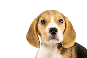 Image showing Little beagle puppy