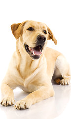 Image showing Puppy Labrador retriever