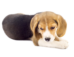 Image showing small beagle puppy lying down