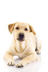 Image showing sad looking labrador retriever