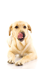 Image showing labrador retriever puppy licking his mouth