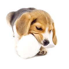 Image showing Adorable young beagle pup