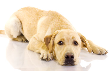 Image showing Puppy Labrador retriever