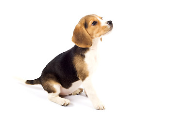 Image showing Beagle in front of white background