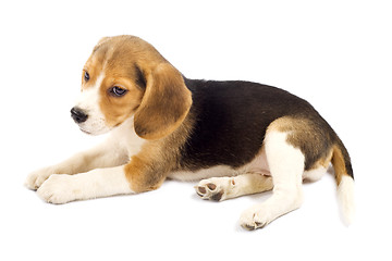 Image showing sad beagle