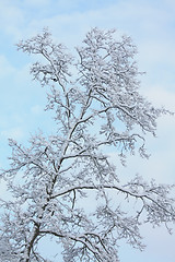 Image showing winter tree