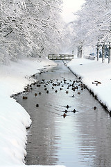 Image showing Ducks in a frozen ditch