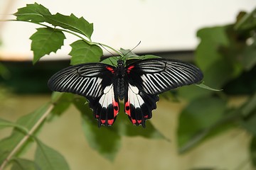 Image showing A Black, White and Red Butterfly