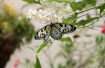 Image showing A White Butterfly with White Lines