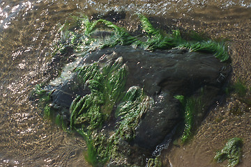 Image showing Rock underwater