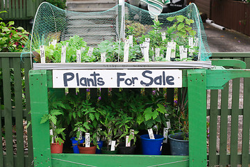 Image showing Plants for sale.