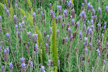 Image showing Lavender