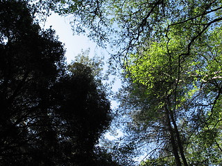 Image showing Tree high. Platres, Cyprus