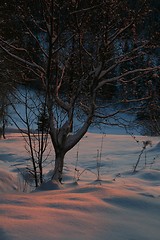 Image showing Winter tree