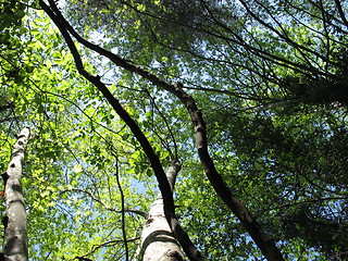 Image showing Green in the sky. Platres. Cyprus