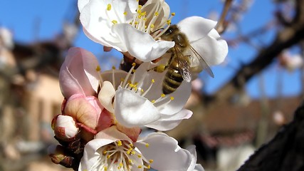 Image showing Bee fetching nectar from flower