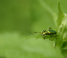 Image showing Green Bug