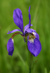 Image showing Iris