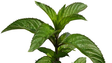 Image showing Peppermint isolated