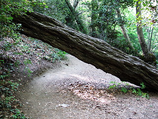 Image showing Forest obstacle. Platres. Cyprus