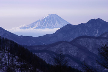 Image showing Purple Fuji
