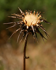 Image showing Dried Thistle