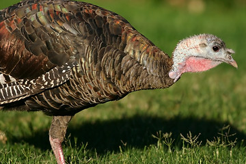 Image showing The Turkey