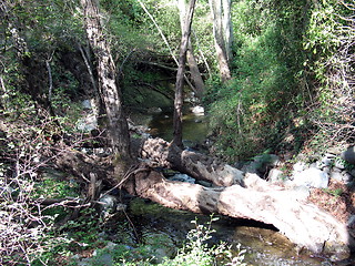 Image showing Forest life. Platres. Cyprus