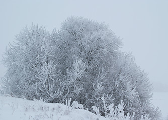 Image showing Frosty Winter Shrub