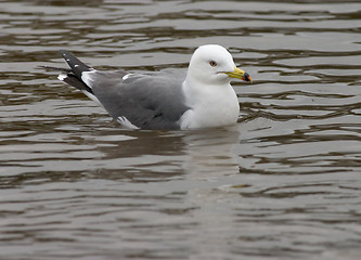 Image showing The Gull