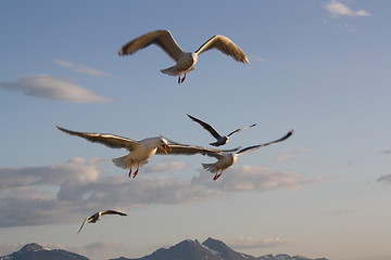 Image showing Seaguls and mountain