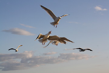 Image showing Seagulls in flight